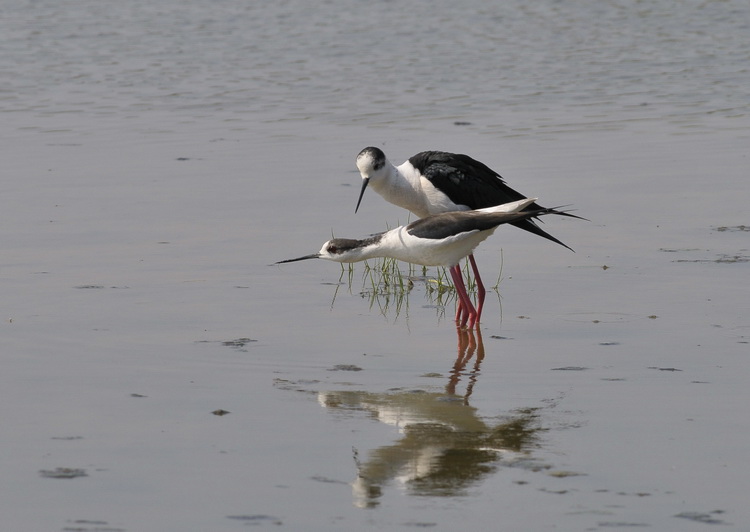 Il B.B. del Cavaliere - Himantopus himantopus L.